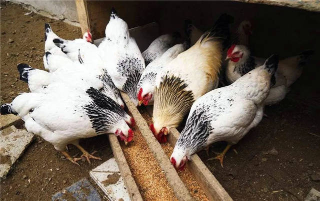 补硒控制血糖(补硒降血糖)-硒宝网