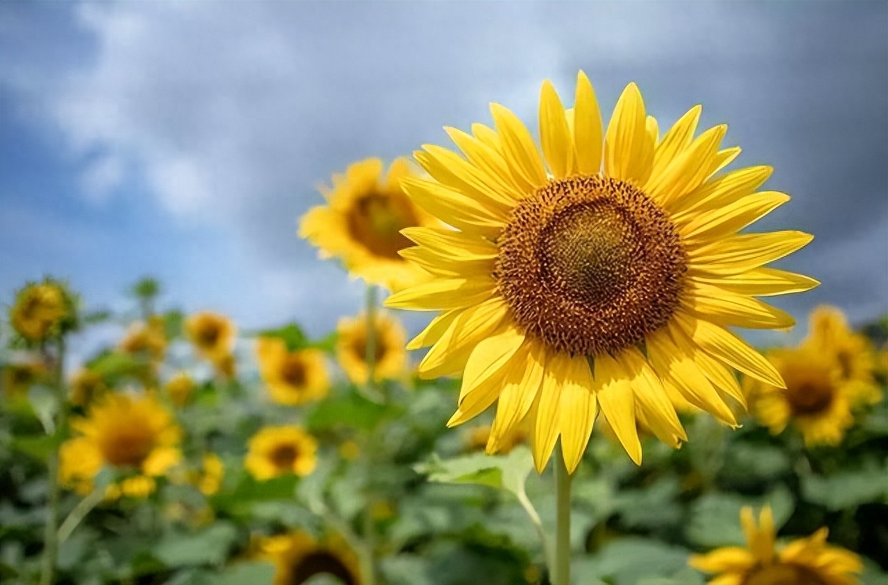 补硒水果食物(哪些水果补硒)-硒宝网