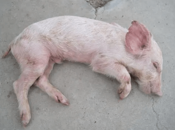 仔猪硒怎么补(仔猪硒怎么补)-硒宝网
