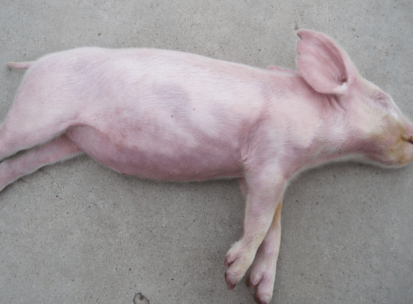 仔猪硒怎么补(仔猪硒怎么补)-硒宝网