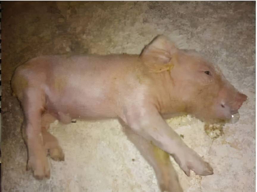 仔猪硒怎么补(仔猪硒怎么补)-硒宝网