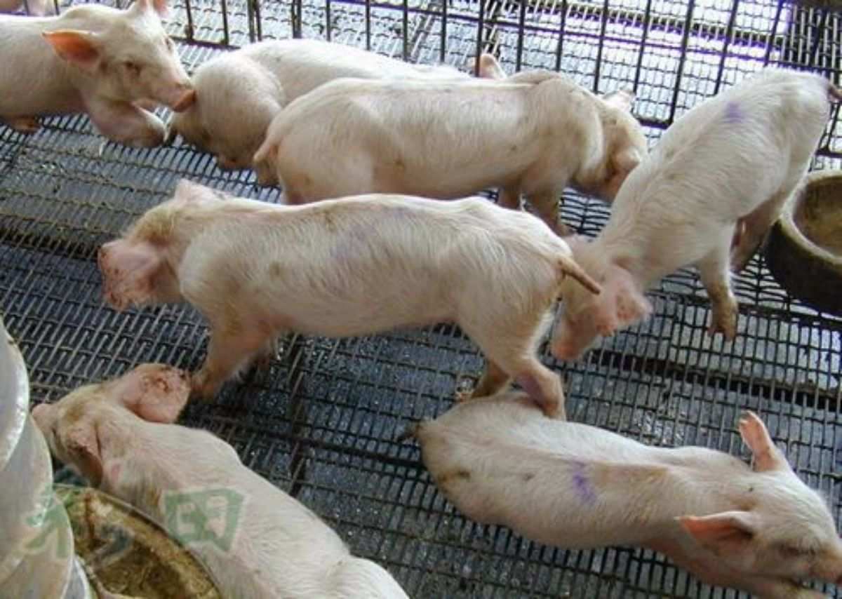 仔猪硒怎么补(仔猪硒怎么补)-硒宝网