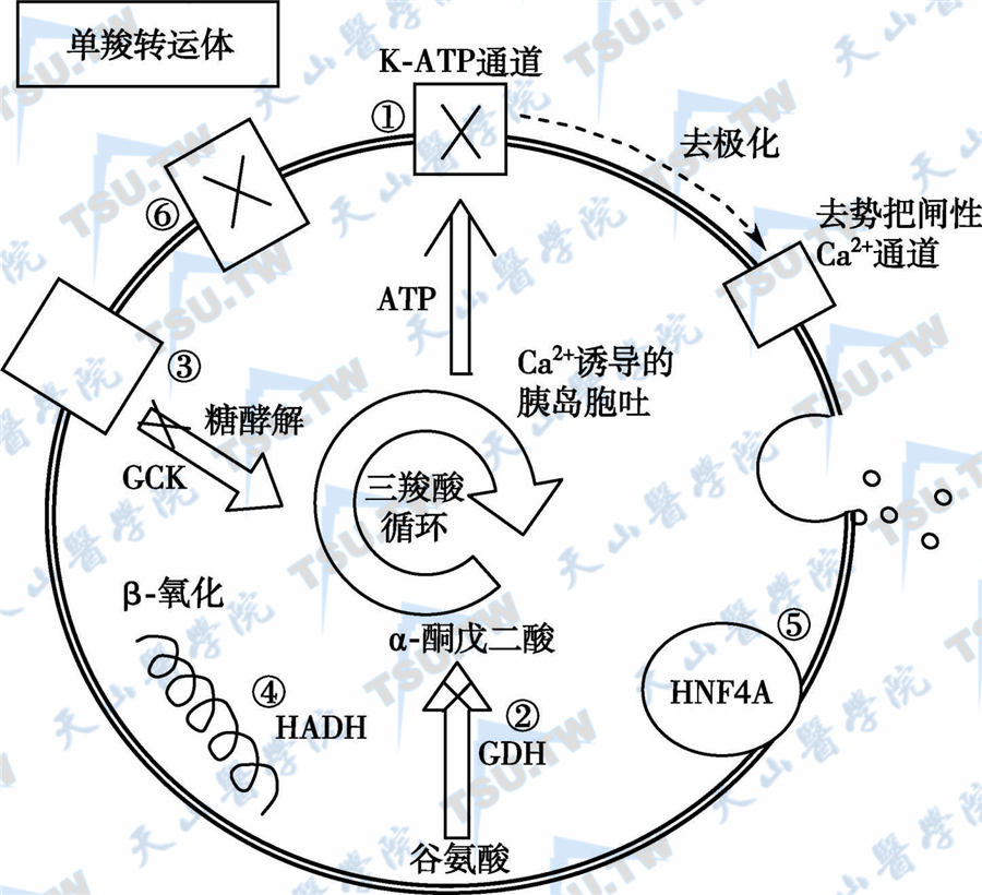 补硒血糖升高(升高血糖补硒的食物)-硒宝网
