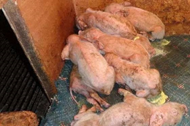 补硒引起肾炎(补引起肾炎硒的药物)-硒宝网