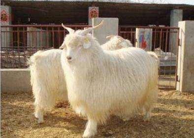 小羊几天补硒(小羊几天补硒)-硒宝网