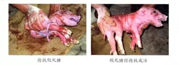 仔猪补硒中毒（仔猪补硒中毒）-硒宝网