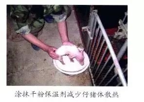 仔猪补硒中毒（仔猪补硒中毒）-硒宝网