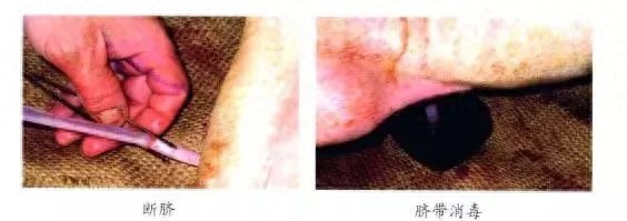 仔猪补硒中毒（仔猪补硒中毒）-硒宝网