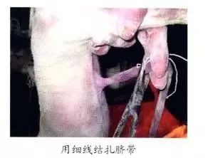 仔猪补硒中毒（仔猪补硒中毒）-硒宝网