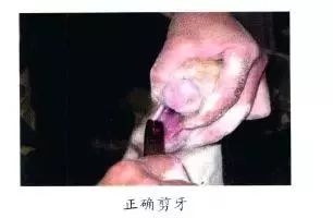 仔猪补硒中毒（仔猪补硒中毒）-硒宝网