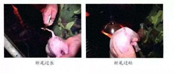 仔猪补硒中毒（仔猪补硒中毒）-硒宝网