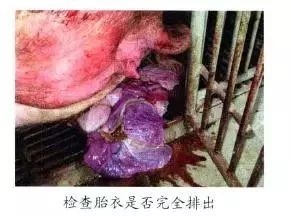 仔猪补硒中毒（仔猪补硒中毒）-硒宝网