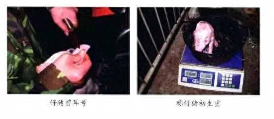 仔猪补硒中毒（仔猪补硒中毒）-硒宝网