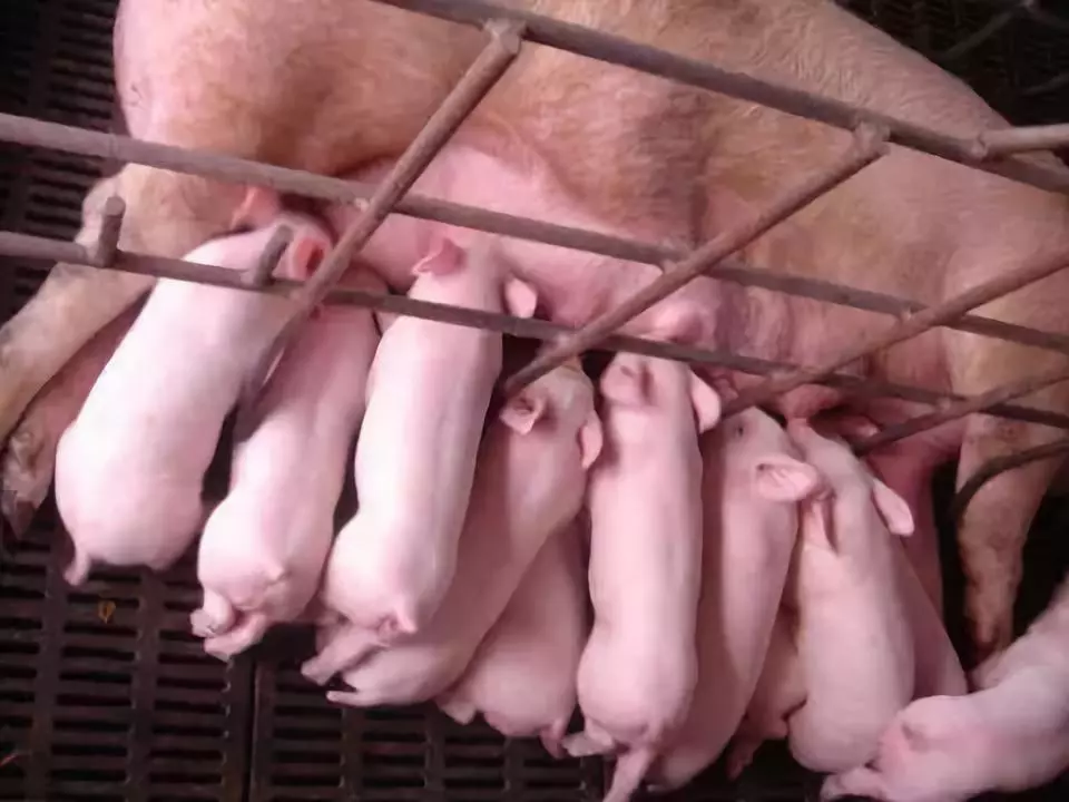 仔猪补硒中毒(仔猪补硒多了什么症状)-硒宝网