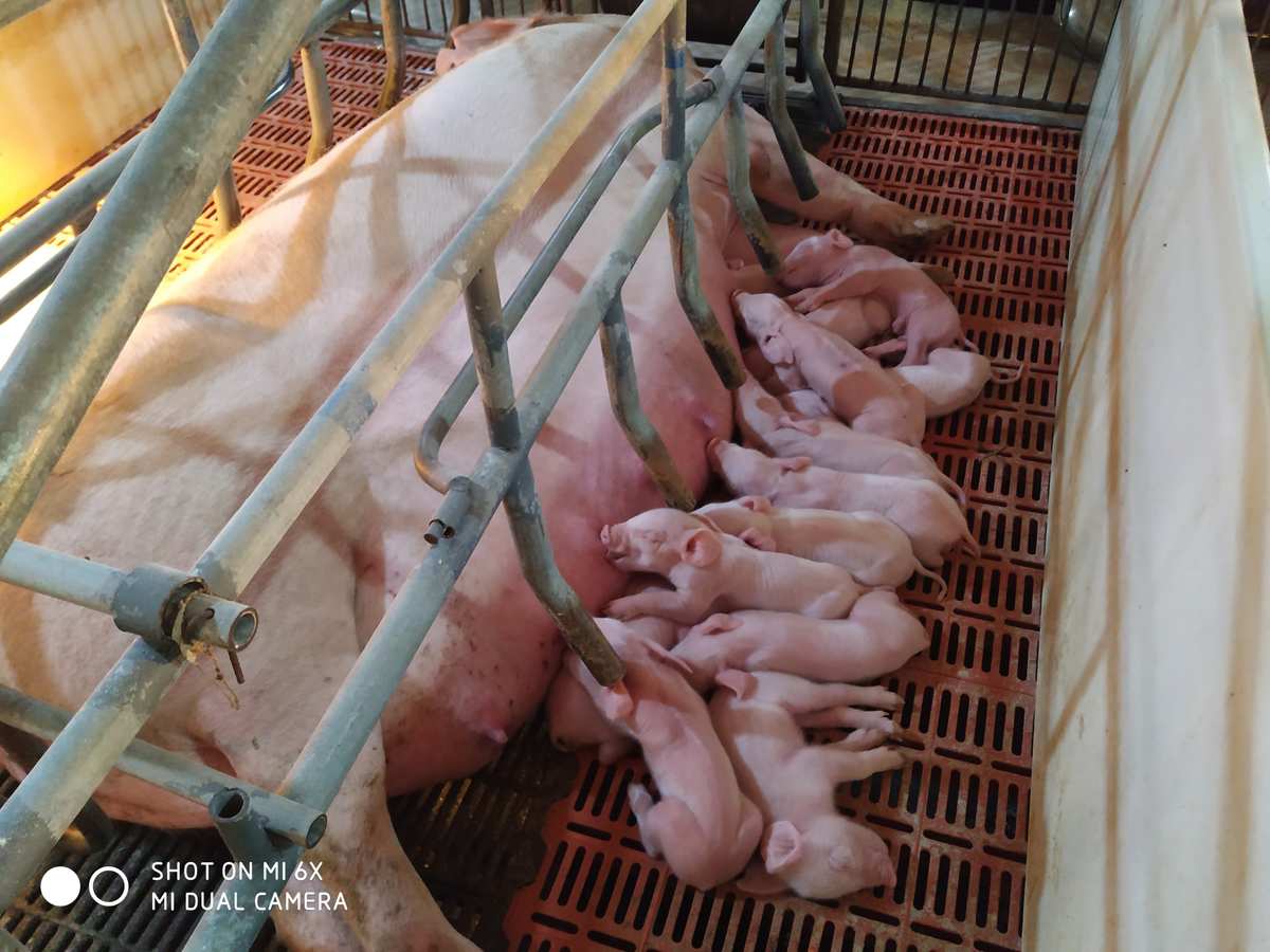 仔猪补硒中毒(仔猪补硒多了什么症状)-硒宝网