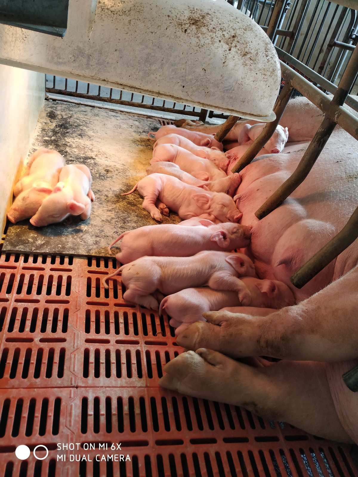 仔猪补硒中毒(仔猪补硒多了什么症状)-硒宝网