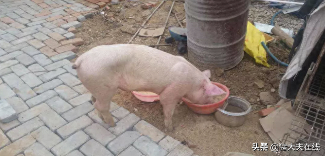 仔猪补硒中毒(中毒补仔猪硒片有用吗)-硒宝网