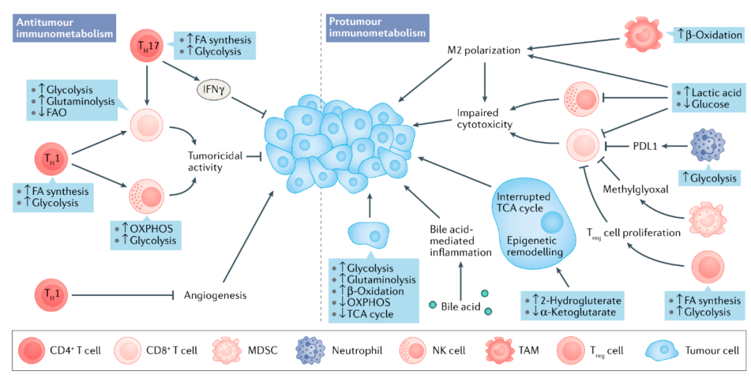 硒元素如何补（补充硒元素有副作用吗）-硒宝网