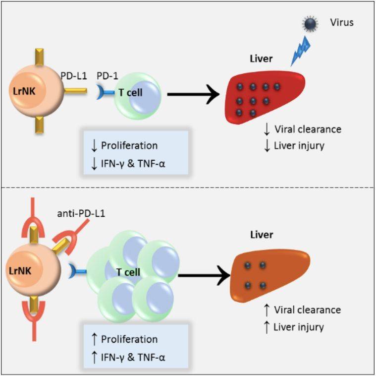 硒元素如何补（补充硒元素有副作用吗）-硒宝网
