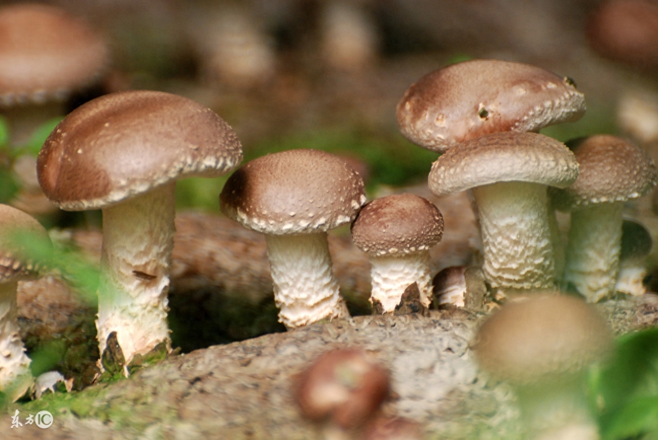 胃癌切除补硒（切除补胃癌硒多少钱）-硒宝网