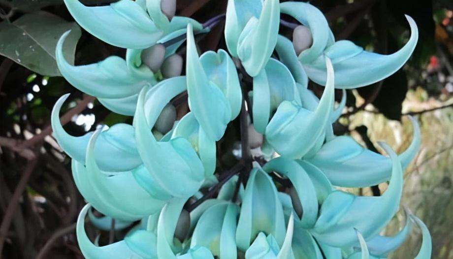 补硒宣传视频(补硒骗局视频)-硒宝网