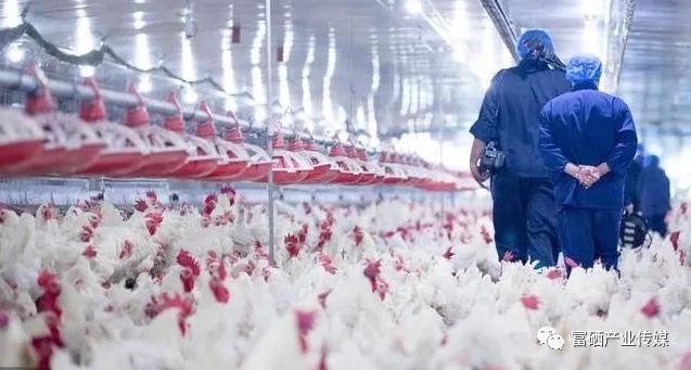 雏鸡几天补硒(雏鸡缺硒)-硒宝网