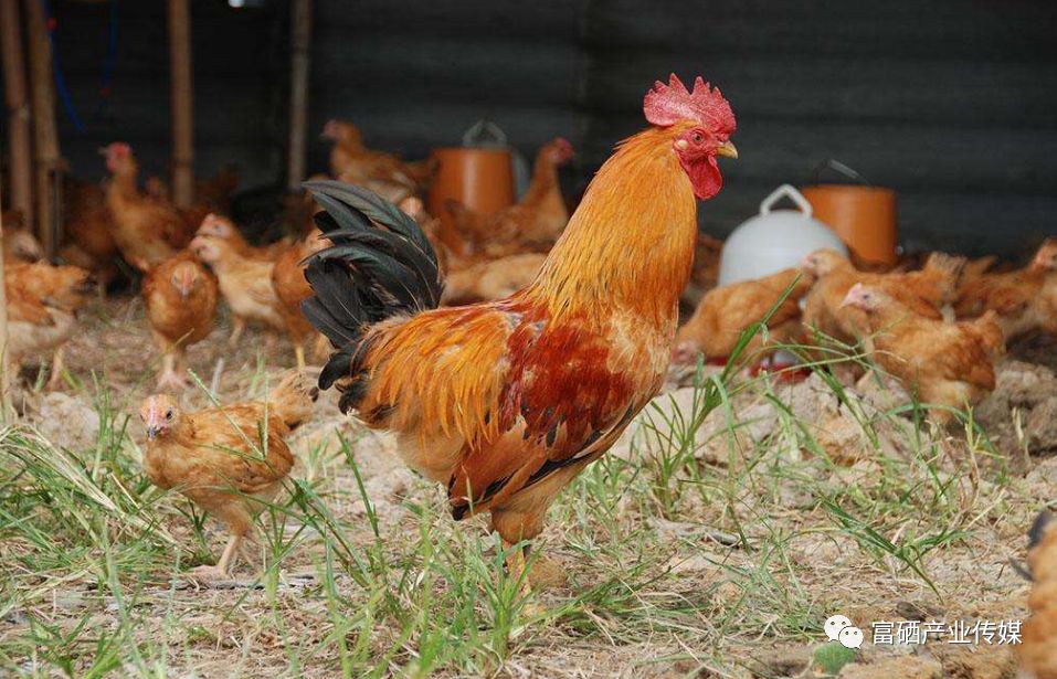 雏鸡几天补硒(雏鸡缺硒)-硒宝网