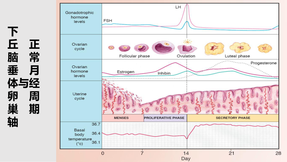 人体补硒功能(人体补功能硒片有用吗)-硒宝网
