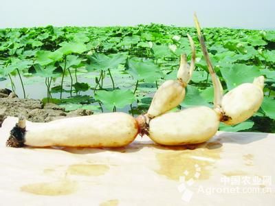 市场补硒人口(全国人民补硒)-硒宝网