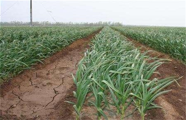 硒元素如何补（补充硒元素的最好的药品）-硒宝网