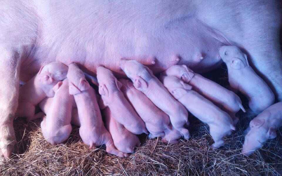 仔猪补硒技术（补仔猪技术硒含量多少）-硒宝网