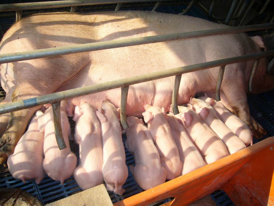 仔猪补硒技术（补仔猪技术硒含量多少）-硒宝网