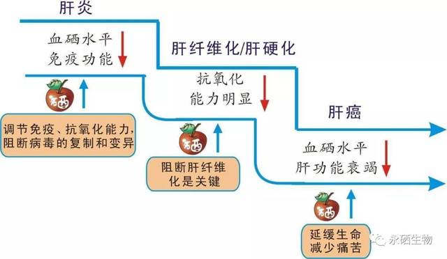 乙肝补硒产品(补乙肝产品硒片有用吗)-硒宝网