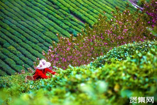 政府建议补硒(国家提倡全民补硒)-硒宝网