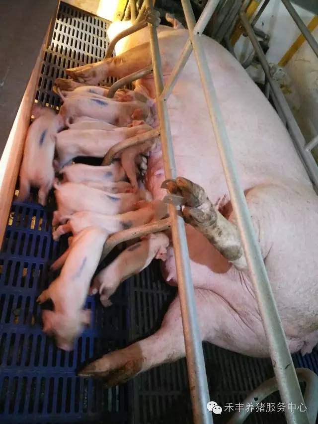 仔猪补硒位置（仔猪补硒位置）-硒宝网