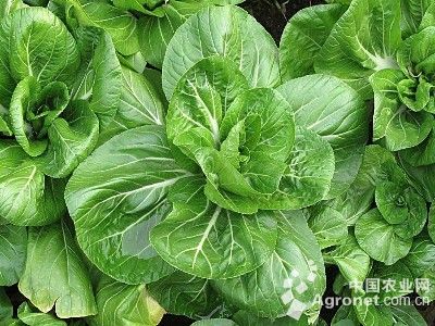 种子催芽补硒（种子补催芽硒含量多少）-硒宝网