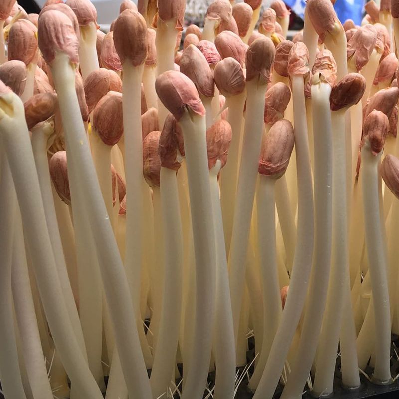 种子催芽补硒(种子补催芽硒含量高吗)-硒宝网