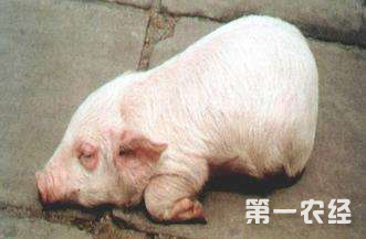 后备母猪补硒（后备母猪需要什么维生素）-硒宝网