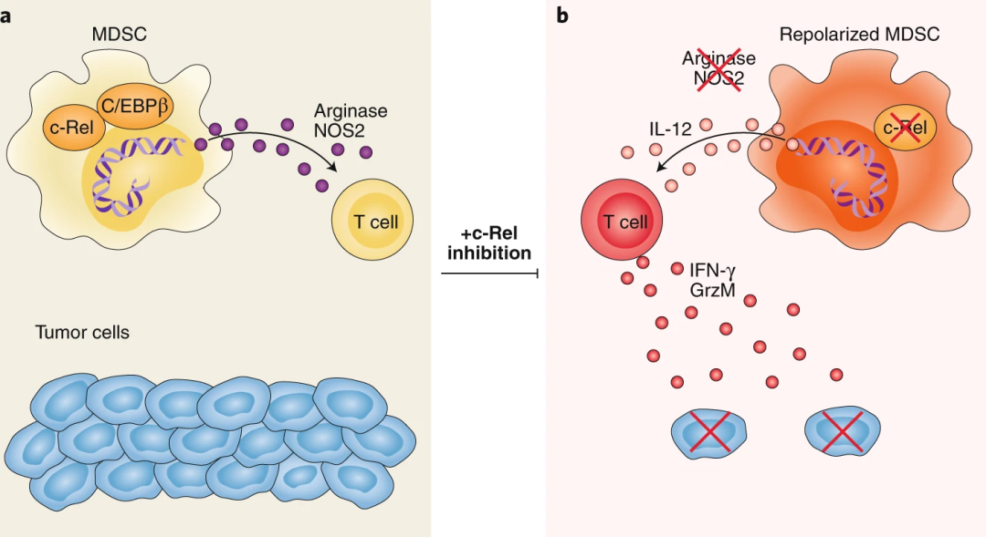 补硒功能大全(补硒产品)-硒宝网