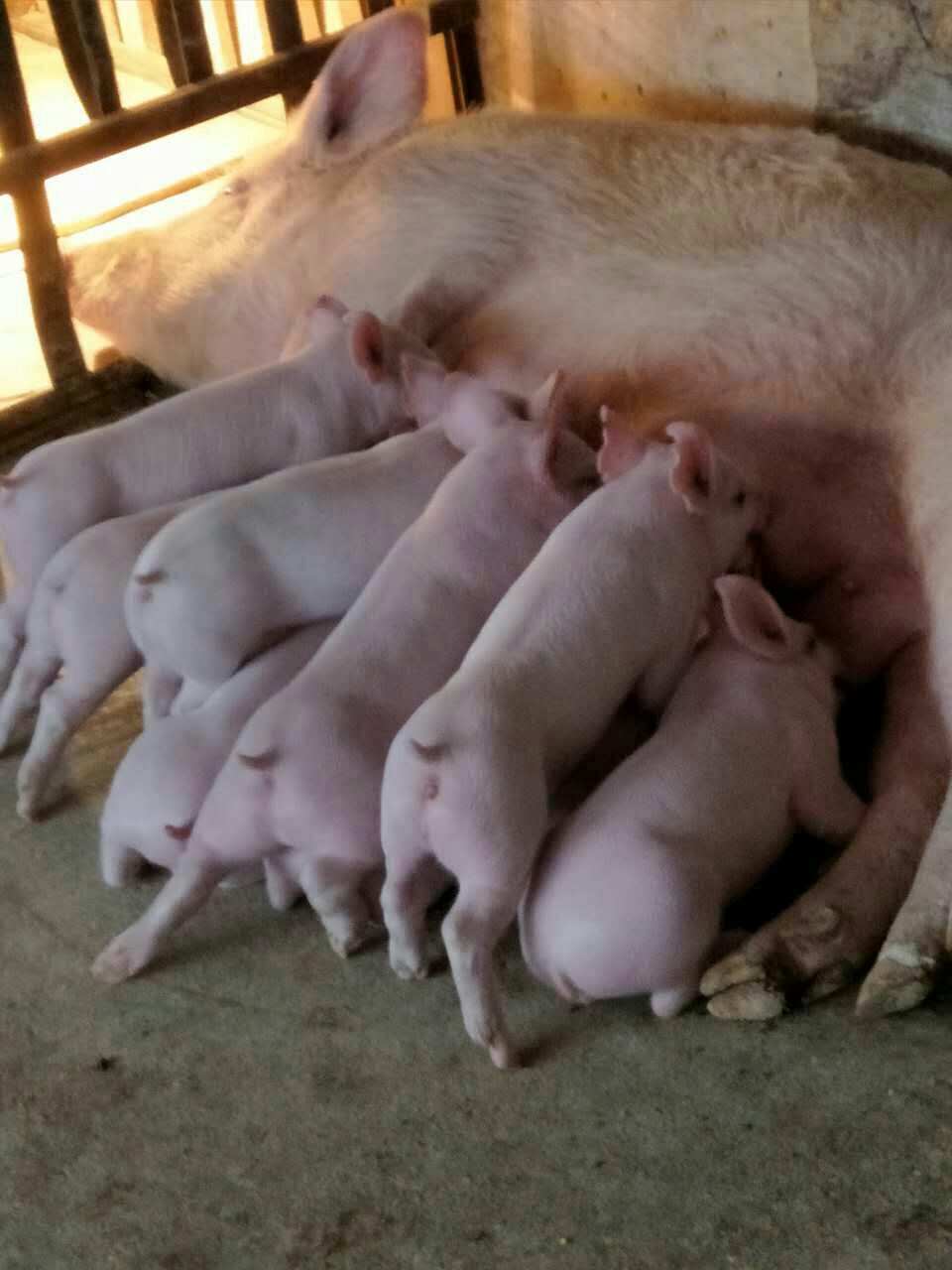 母猪怎么补硒(母猪补硒补多少)-硒宝网