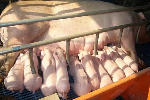 母猪补硒多少(母猪补硒用法及用量)-硒宝网