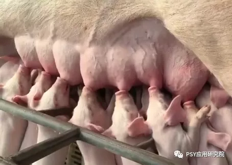 母猪补硒多少(母猪补硒什么时候补最好)-硒宝网