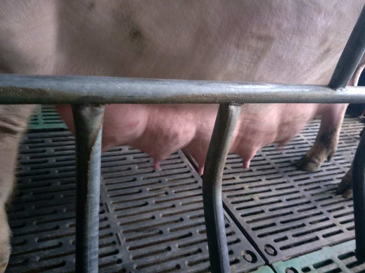 母猪补硒多少(母猪补硒什么时候补最好)-硒宝网