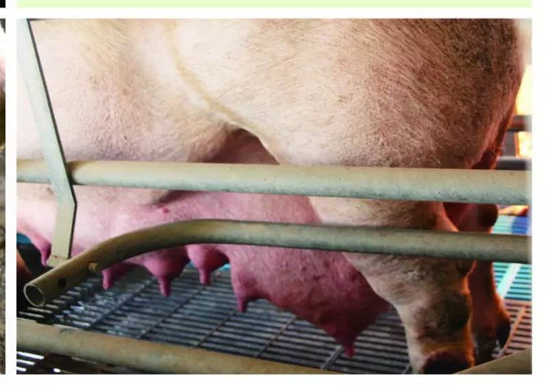 母猪补硒多少(母猪补硒什么时候补最好)-硒宝网