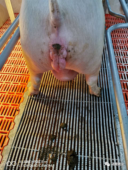 母猪补硒多少(母猪补硒什么时候补最好)-硒宝网