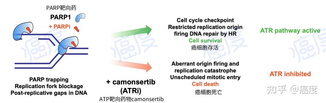 补硒抗癌研究(抗癌补硒药)-硒宝网