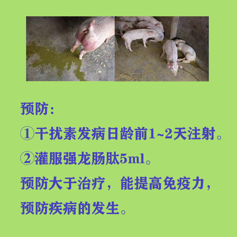 后备母猪补硒（母猪补硒的好处）-硒宝网