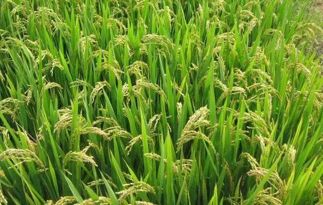 科学补硒新闻(科学补硒的作用)-硒宝网