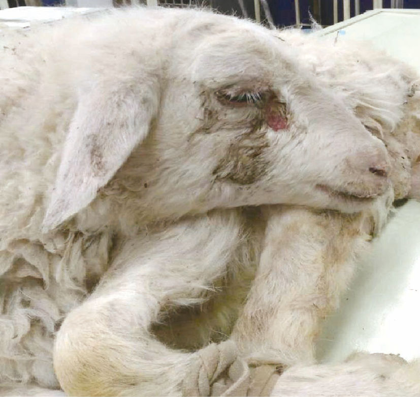 作物补硒方法(植物如何补硒)-硒宝网