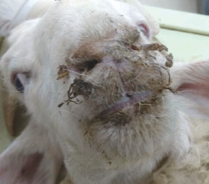 作物补硒方法(植物如何补硒)-硒宝网